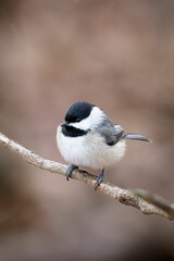 Fototapeta premium Carolina Chickadee (Poecile carolinensis)