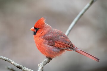 Male Northern Cardinal