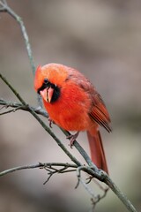 Male Northern Cardinal