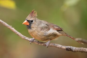 Closeup of a northern cardinal (Cardinalis cardinalis) perched on a branch on a blurred background