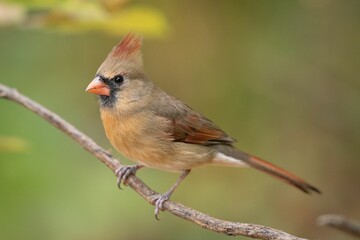 Fototapeta premium Closeup of a northern cardinal (Cardinalis cardinalis) perched on a branch on a blurred background