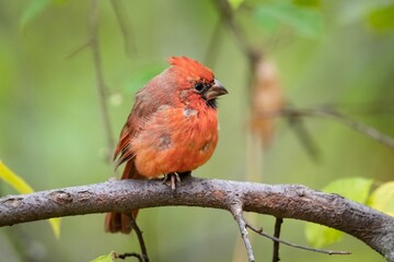 Closeup of a northern cardinal (Cardinalis cardinalis) perched on a branch on a blurred background