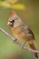 Vertical closeup of a northern cardinal (Cardinalis cardinalis) on a branch on a blurred background