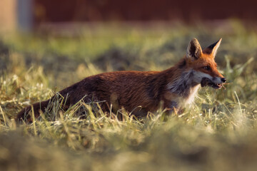 Fuchs im Morgenlicht auf der Jagd