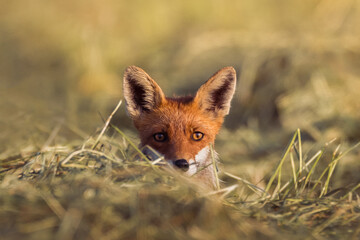 Fuchs im Morgenlicht auf der Jagd