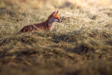 Fuchs im Morgenlicht auf der Jagd