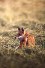 Fuchs im Morgenlicht auf der Jagd