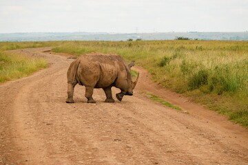 A white rhino walking on a dirt road at Nairobi National Park, Kenya
