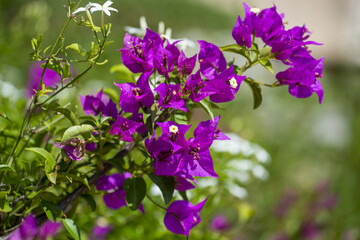 Bougainvillier à feuilles violettes