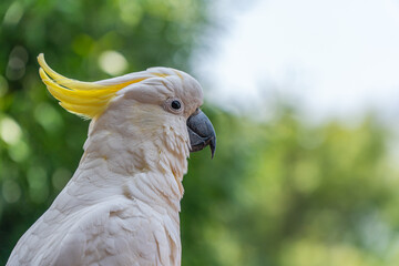 yellow and white parrot