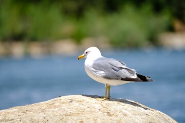 Closeup shot of the lonely seagull perched on the rock overlooking the lake