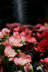 Vertical shot of Christmas begonia flowers with blurred background