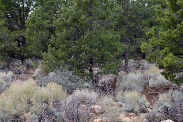 Fototapeta na wymiar Low-angle view of a beautiful forest in Arizona, USA