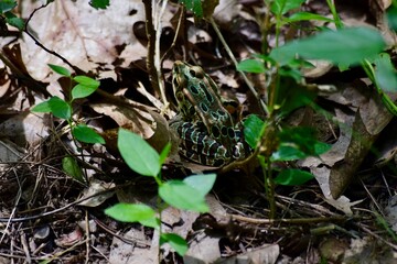 Closeup shot of a Northern leopard frog in the garden