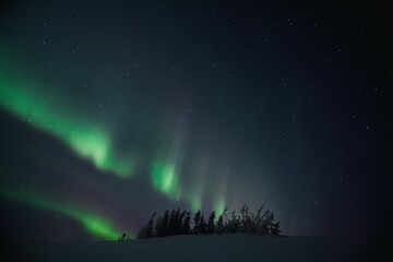 Northern lights over snowy pine forest