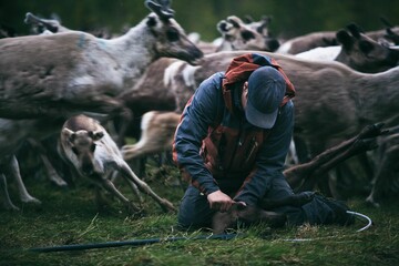 Group of reindeers in a field with farmer © Johannes Kormann/Wirestock Creators