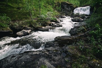 Scenic landscape of a river in a forest