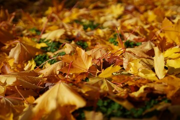 Closeup of yellow maple leaves on the green grass with blurred endings