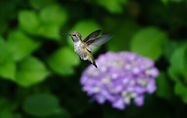 Selective focus of a flying hummingbird with a Verbena vegetative blurred in the background