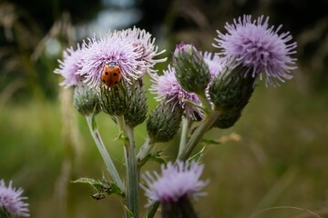 Selective focus of a violet creeping thistle in the field with blurred background