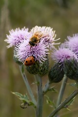 Bee and a ladybug on wild flowers