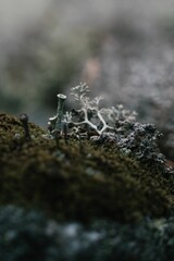 Vertical macro shot of little fungus with blurred background