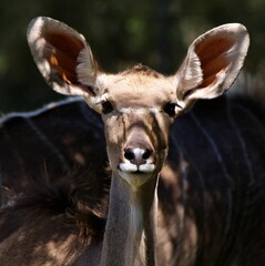 Fototapeta premium Closeup shot of a female Greater Kudu antelope staring at the camera in the field