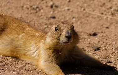 Closeup shot of a Mexican prairie dog lying on the ground in the daylight