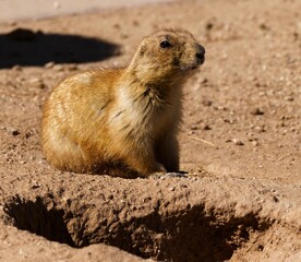 Closeup of a cute Mexican prairie dog sitting on the ground near this burrow