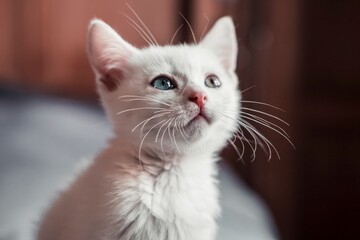 portrait of a kitten