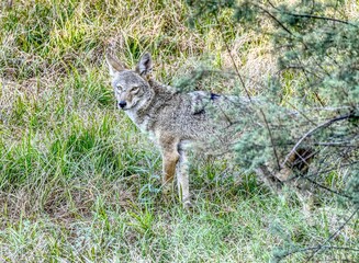 Scenic view of a coyote hunting in the Tres Rios Wetlands in Phoenix, Arizona