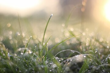 Closeup shot of grass on a field covered in dew at sunset