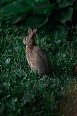Vertical shot of a European rabbit in the green forest