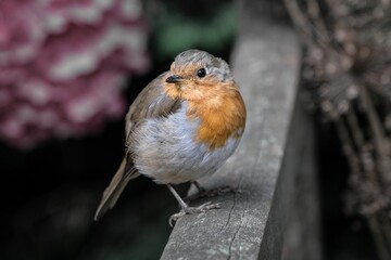 Closeup of a robin redbreast, Erithacus rubecula sitting on the arm of the garden seat