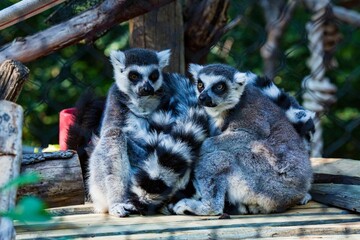 Lemurs on a wooden plank