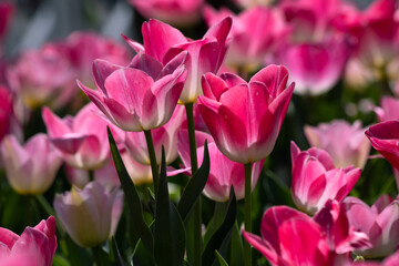 Pink tulips in focus. April flowers background photo.