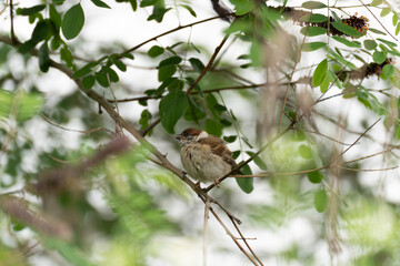 sparrow in the summer forest