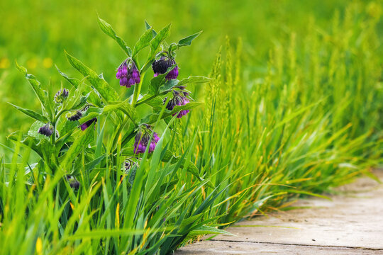 purple herbs and weeds blooming among the grass. weeds and lawn care background
