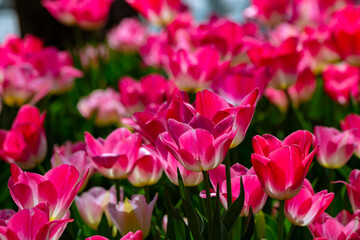 Pink tulips in full frame view. April flowers background photo