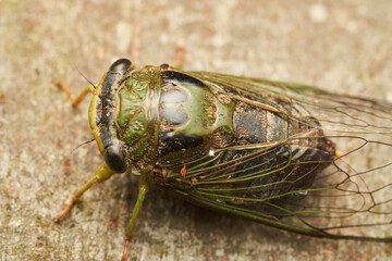 Details of a green cicada perched on a brown tree.