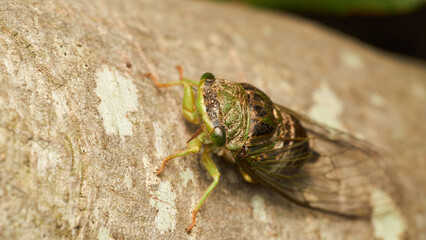 Details of a green cicada perched on a brown tree.
