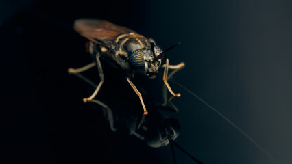 Details of a Soldier Fly perched on its reflection on a black background. Hermetia illucens