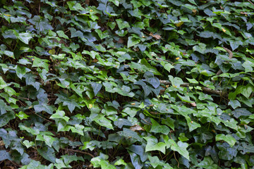 Green Ivy desktop texture