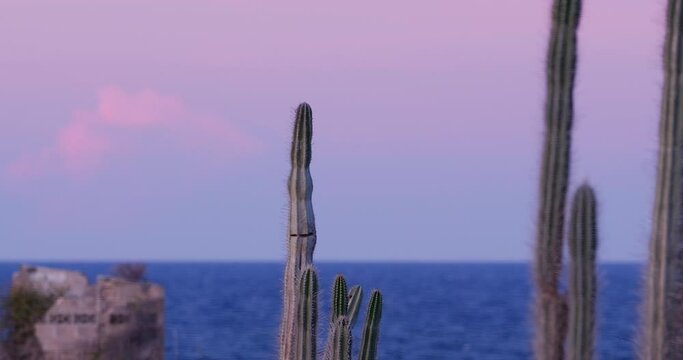 Field near the shore full of big cactuses in Willemstad, Curacao at sunset