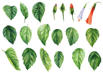 Set of hibiscus green leaves and buds, drawn in watercolor on isolated white background, botanical illustration, tropical leaf
