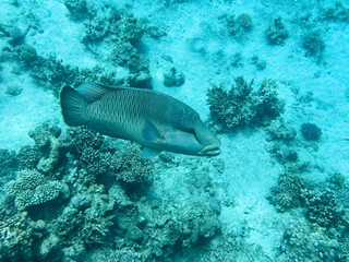 Napoleon fish. Red sea, Egypt