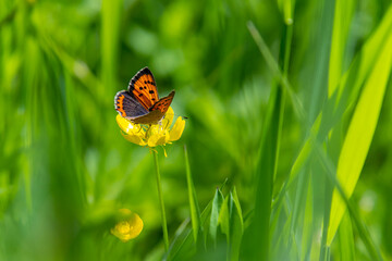 Small copper butterfly on meadow buttercup blossom with blurred bokeh background 