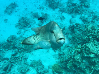 Napoleon fish. Red sea, Egypt