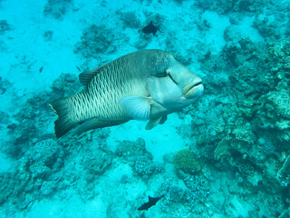 Napoleon fish. Red sea, Egypt