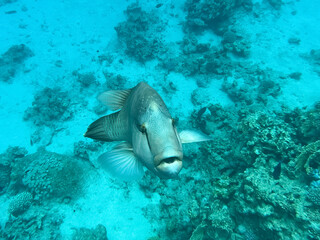 Napoleon fish. Red sea, Egypt